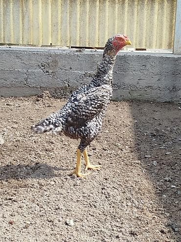 курица ош: Продаю | Куры — 3