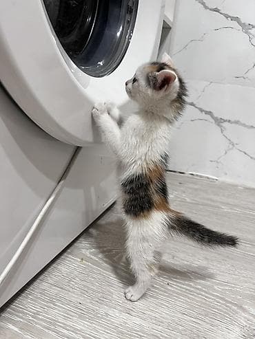 девон рекс котята: Котята, помёт домашней кошки, разные окрасы: - Белый с серым хвостиком — 3