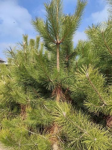 отургуч бу: Продается Сосна крымская – это хвойное дерево, которое часто — 3