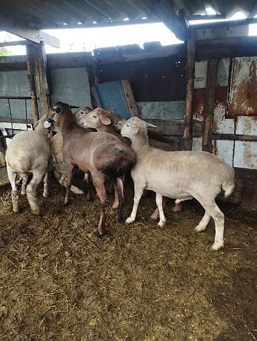 мел для животных: Продаю | Баран (самец) — 1