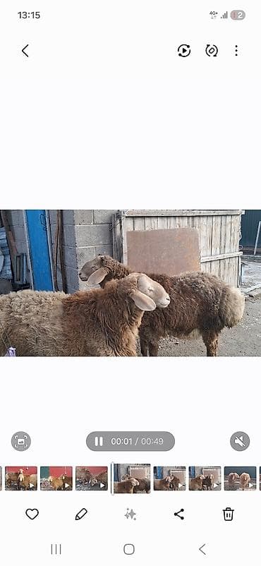 овцы токмак: Продаю | Баран (самец) | Арашан | На забой | Племенные — 1