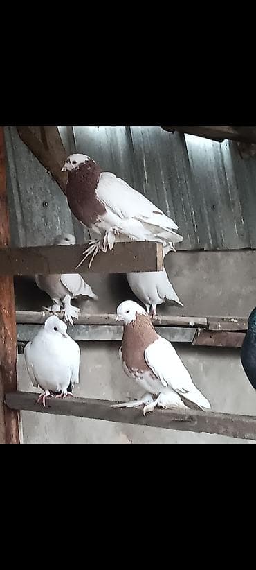 Собаки: Капкан пара 4000 или обмен на куры — 1