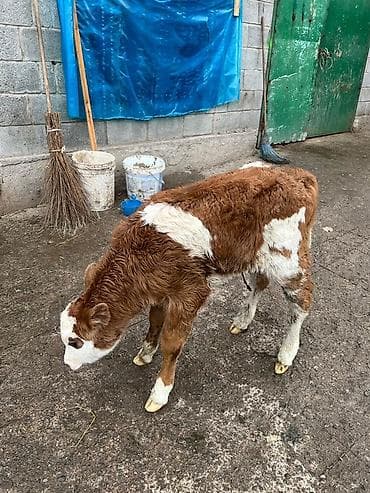 Продаю | Тёлка | На откорм | Племенные