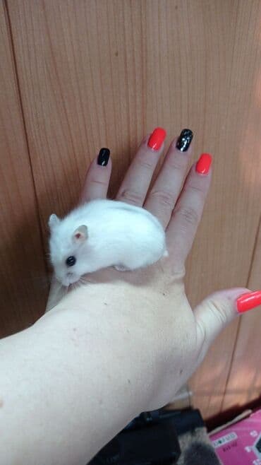 Кемирүүчүлөр: Продаются хомячки джунгарские, сирийские, ангорские пушистые хомячки — 2