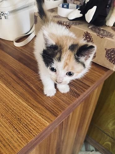 отдам даром породистых котят: Отдам котят в хорошие руки. Девочка и 2мальчика. Игривые, приучены к — 3