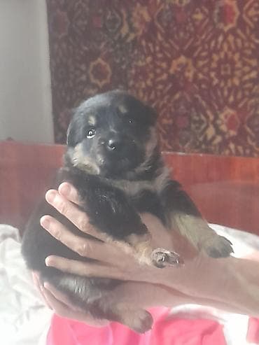 Отдам даром собаку: Щенок, окраc черный с рыжими подпалинами. Компактный, пушистый, с — 3