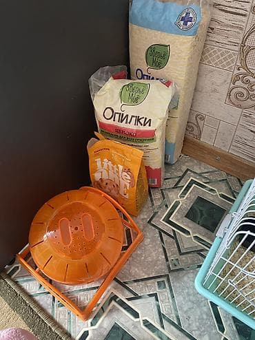 Аламанчыктар (хомяки): Сирийский хомяк (окрас рыже-белый, бандаж). - Пол: девочка - — 5