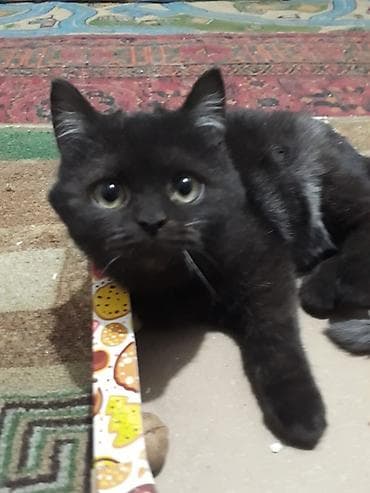 Беспородная, 4 месяца, Мальчик, Приучена к лотку