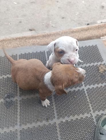 обстрел собак: Питбуль, 1 месяц, Самка — 1