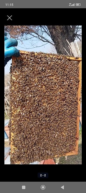 натуральный мёд: Продаю Пчелопакеты/пчелиные семьи на рамках Дадана и рута - Порода — 1