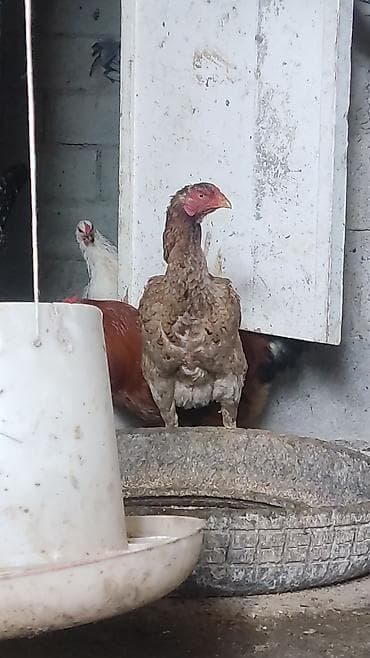 Үй жаныбарлары: Сатам | Тооктор | Тебиштирүүчү | Көбөйтүү үчүн — 2