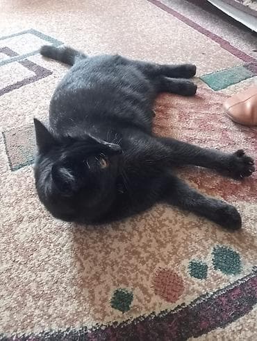 кошки сиямские: Домашние кошки — ласковые компаньоны - Окрас и внешний вид: - — 3