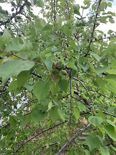 неспелый абрикос: Абрикосы Оптом, В розницу — 4