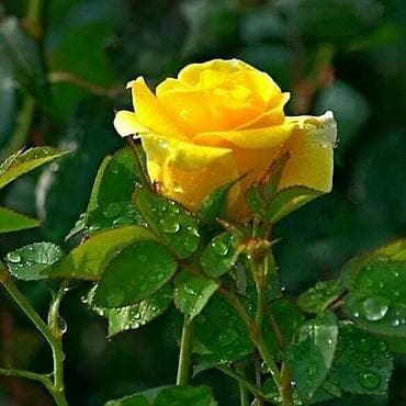 англис тил 7 класс абдышева гдз: Репетитор Арифметика, Чтение, Грамматика, письмо — 1