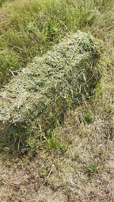 мышык кошка: Сено в тюках - Прямоугольные тюки, перевязаны проволокой для удобной — 3