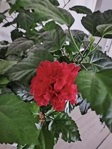 кормовой свекла: Продаю китайскую розу — 3