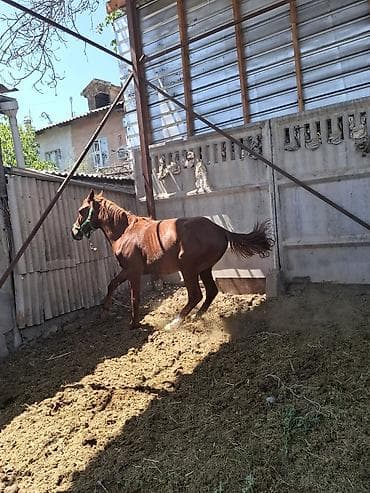 Үй жаныбарлары: Сатам | Жылкы (эркек) | Ат спорту — 3