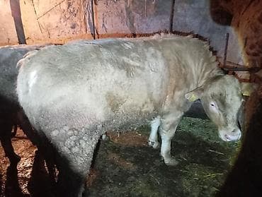 бычки бельгийские: Продаю | Бык (самец) | На откорм | Привязанные — 4