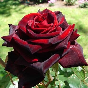 роза в горшке купить: Саженцы роз — коллекционные сортовые окраски Описание: - Роскошные — 2