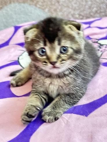 скот лошади: Шотландский вислоухий котёнок (Scottish Fold) - Окрас: тёмный табби с — 3