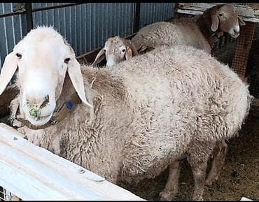 курица несушки: Продаю | Овца (самка) | Для разведения | Матка — 1