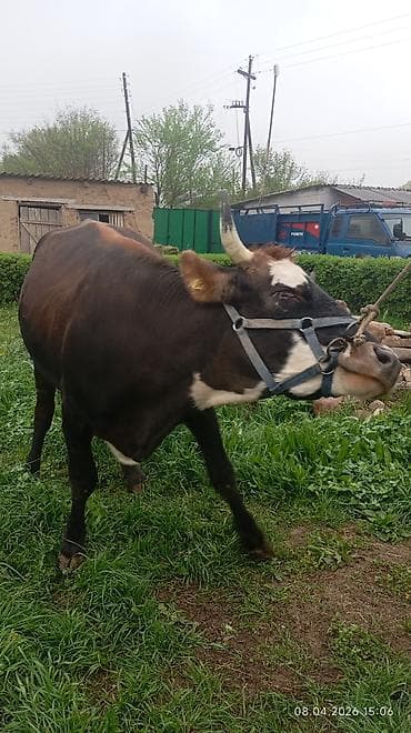 продаются бараны: Продаю | Корова (самка) | Для молока — 5