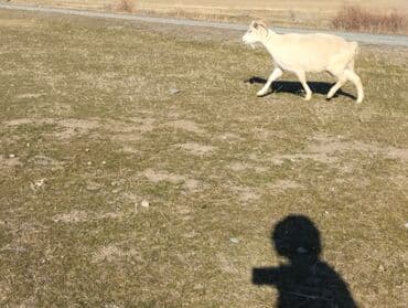 сколько стоит коза дойная купить: Продаю | Коза (самка) | На забой, Для молока — 3