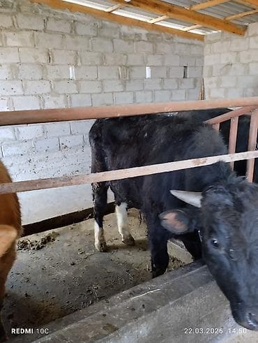 битал теке: Продаю | Бык (самец) | Для разведения | Племенные — 4