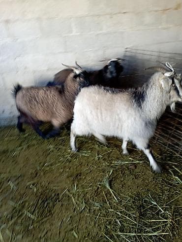 бурские козы: Продаю | Коза (самка), Козёл (самец) | Зааненская — 1