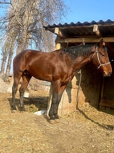 отдам собаку в хорошие руки бишкек: Продаю | Конь (самец) | Полукровка, Английская | Конный спорт — 2