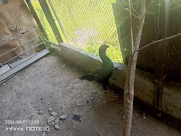 Животные: Продаю | Куры | Для разведения — 1