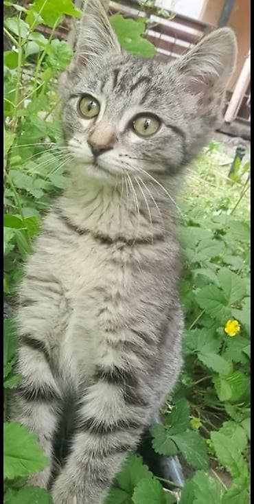 Отдам даром кошку: В добрые руки, котёнок, мальчик, 4 месяца, кушает всё, лоток знает — 2