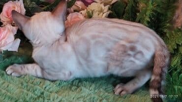 купить породистых котят: Шикарные бенгальские котята 3-4мес. Лучший подарок для любящего — 16