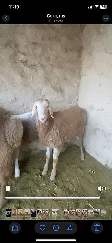 Услуги ветеринара: Продаю | Ягненок | Для разведения | Племенные — 5