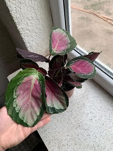 Калатей - разные сорта — 2