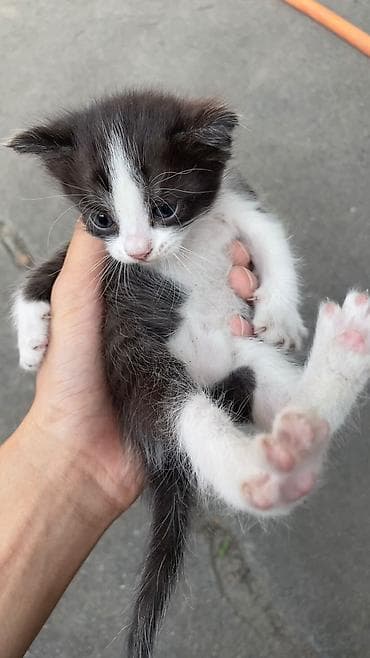 кошки бишкек: Отдам даром котят — 1