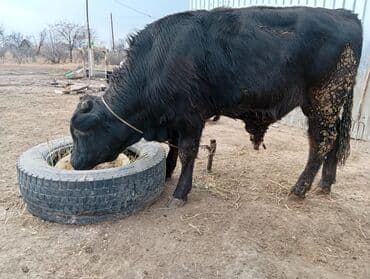 дойный коров: Продаю | Бык (самец) | На откорм | Привязанные — 2