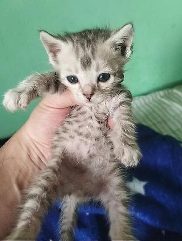 сколько стоит сиамские кошки: Котёнок, окрас серебристый табби Описание: - Маленький пушистый — 1