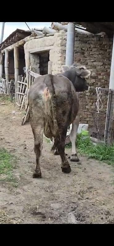 кыргыз иттер: Сатам | Уй (ургаачы) | Көбөйтүү үчүн | Байланган — 2