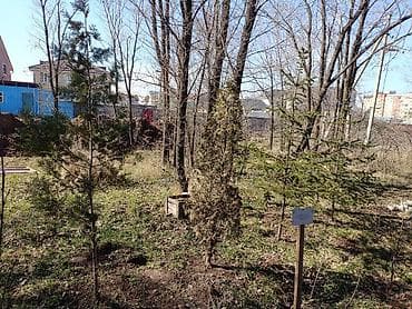 саженцы кокон гилас: Продаю саженцы и сеянцы Ели-Голубые, Ель-Тяньшанской, Можевельник — 5