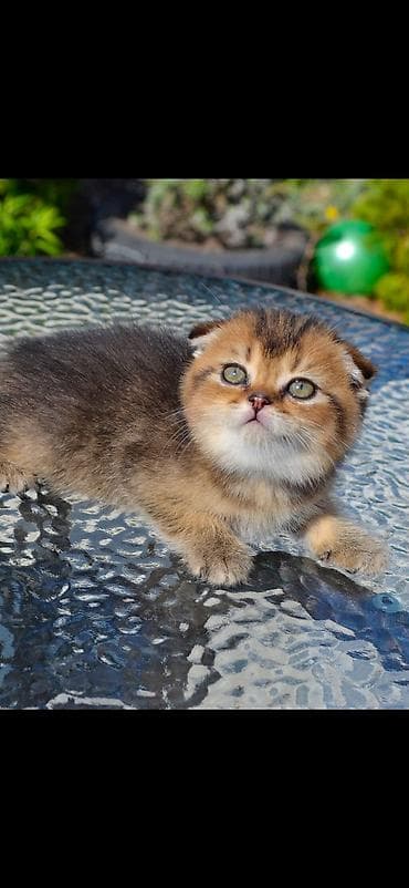 коты г ош: Скотиш Фолд (Шотландская вислоухая), 1 месяц, Мальчик, Золотая шиншилла, Приучена к лотку — 5