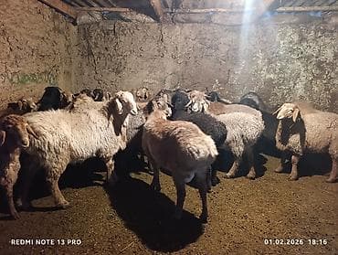 куры феникс: Продаю | Овца (самка) | Для разведения — 1