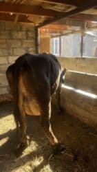 продам бу оборудование для птицефабрики: Продаю | Корова (самка) | Полукровка | Для разведения | Привязанные — 2