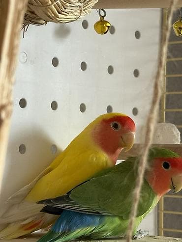 Животные: Неразлучники (пара) - Вид: неразлучники (Agapornis). - Окрас: один — 3