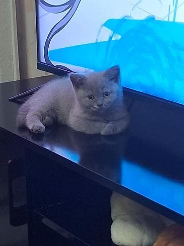отдам котят бишкек: Продажа кошек — 5