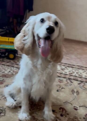 купить собаку объявления: Кокер-спаниель, 1 месяц, Самец — 8