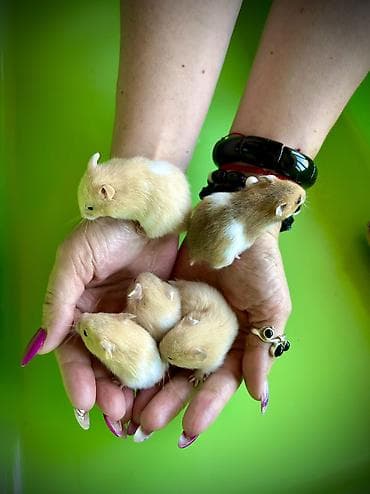 хомяки цена: Продаются хомячки сирийские, джунгарские, ангорские. Бамбуковые — 3