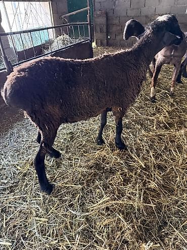 Айыл-чарба жаныбарлары: Сатам | Ургаачы кой (ургаачы) | Союуга, Көбөйтүү үчүн | Ургаачы — 1