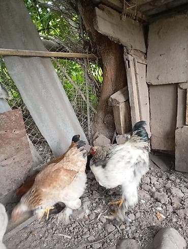 продам курей: Продаются 8 куриц и 3 петуха.находятся в городе Кант — 7