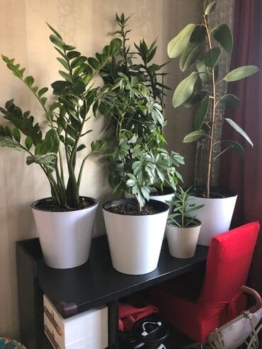 Продаю комнатные цветы